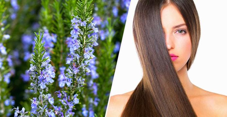 rosemary-water-for-hair-growth-recipe