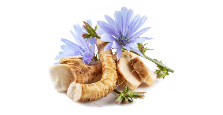 Chicory