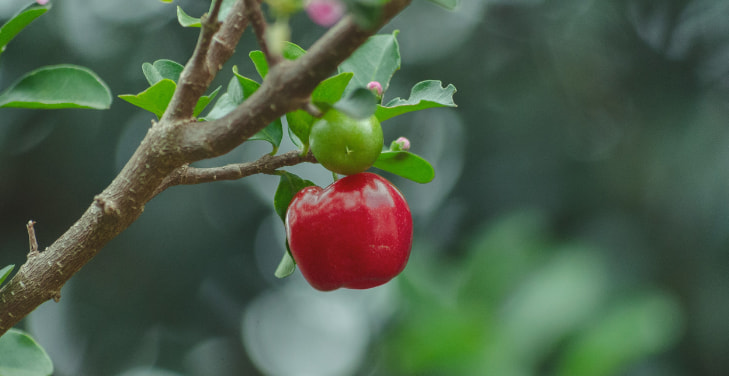 Acerola-Cherry Acerola-Cherry