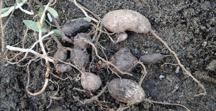 Earthnut-Peas Earthnut-Peas