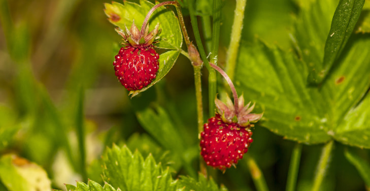 Wild-Strawberries Wild-Strawberries