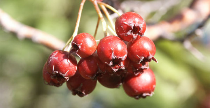 Hawthorn-Berry