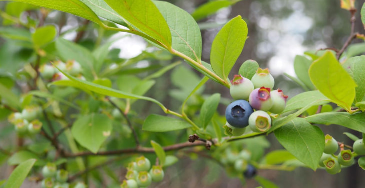 Highbush-Blueberries Highbush-Blueberries