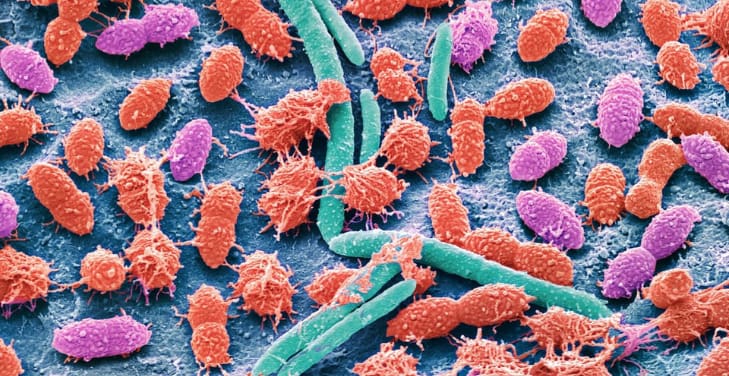 Gut-flora-vs-microbiota