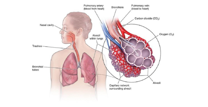 lung-function-overview