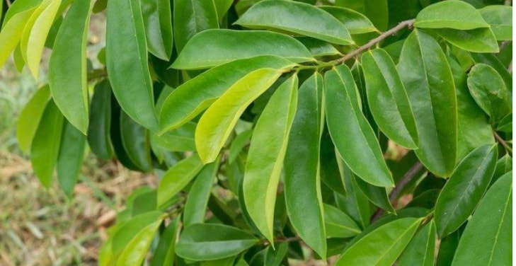 dangers-of-soursop-leaves