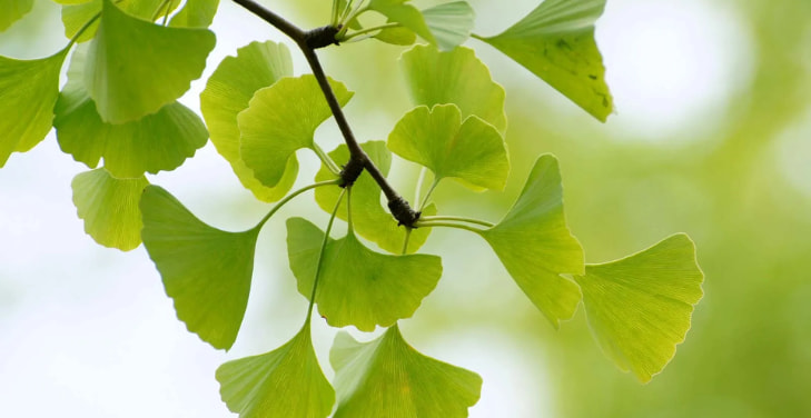 ginkgo-biloba
