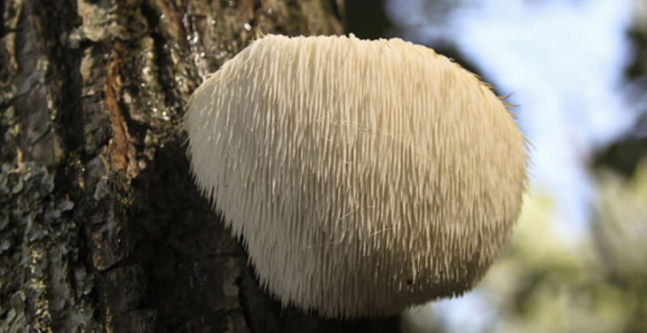 lions-mane-mushroom