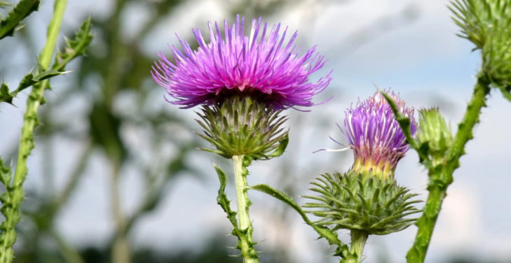 milk-thistle