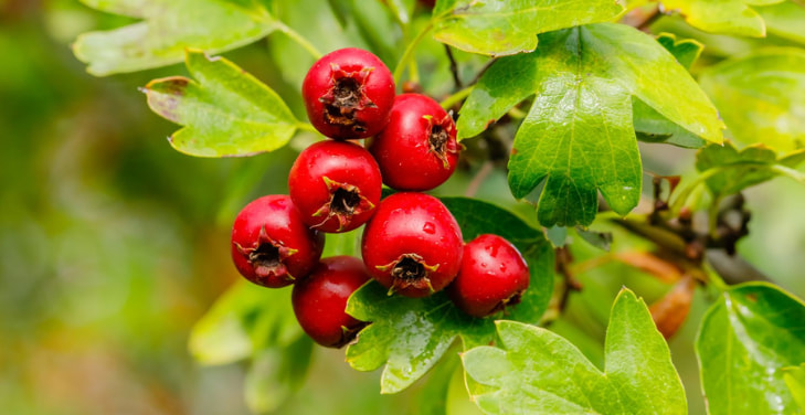 Dangers-of-Hawthorn-Berry