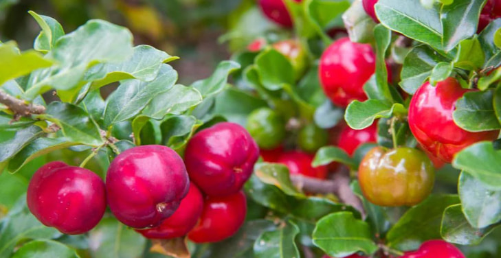 dangers-of-acerola-cherry