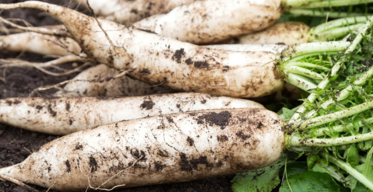 dangers-of-daikon