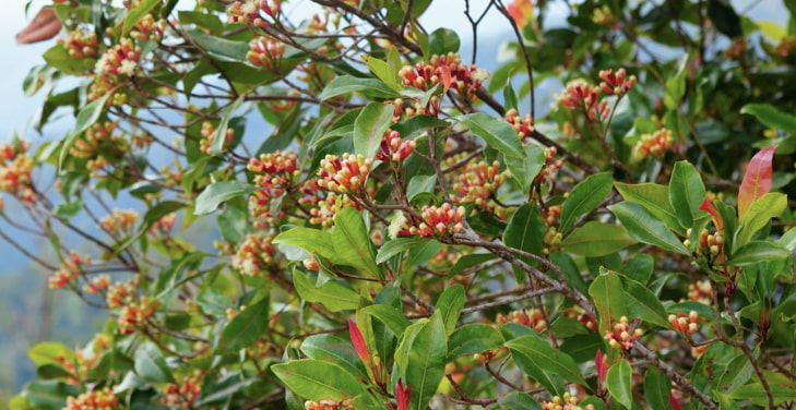 where-do-cloves-come-from
